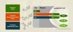 替诺福韦艾拉酚胺(TAF)III期研究结果揭示：96周无耐药，病毒抑制强