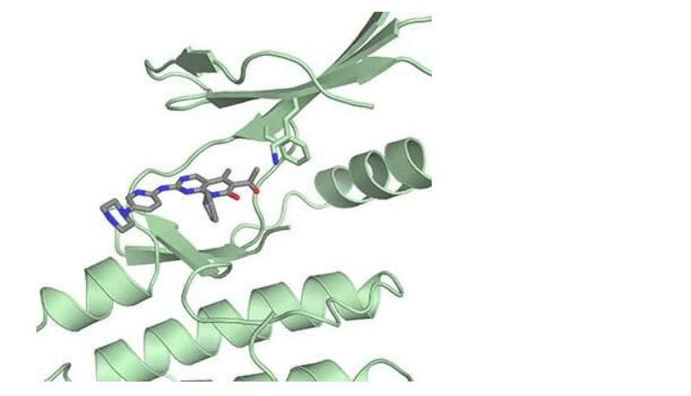 Science：揭示乳腺癌药物帕博西尼的新型作用机制